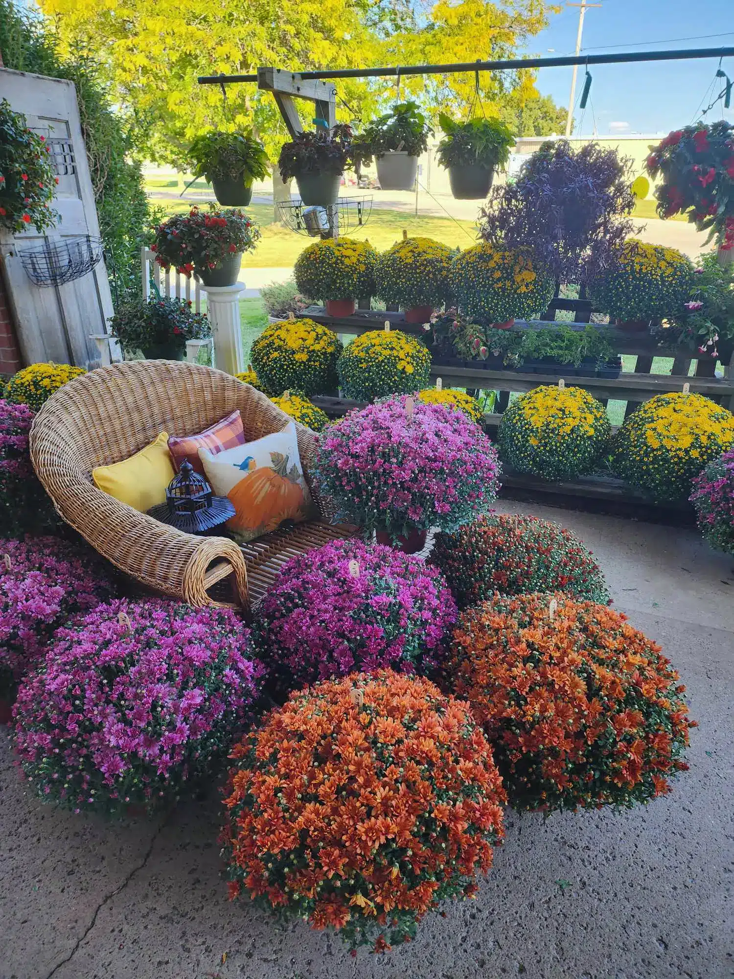 Fall mums at uBloom Oshkosh.